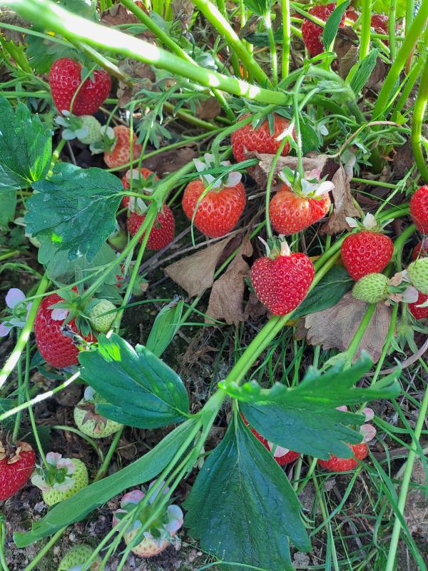 Les fraises arrivent enfin !